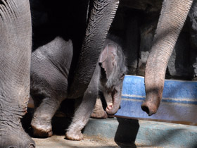 Фото Индийский слон