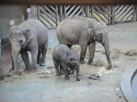 Фото Индийский слон