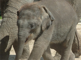 Индийский слон