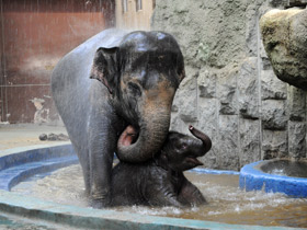Фото Индийский слон