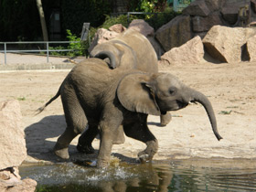 Смотреть фото Африканский слон Фото Африканский слон