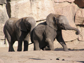 Смотреть фото Африканский слон Фото Африканский слон