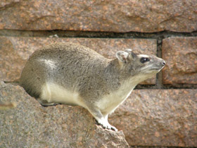 Фото Даман Брюса