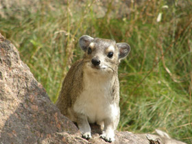 Даман Брюса