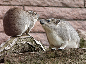 Фото Даман Брюса