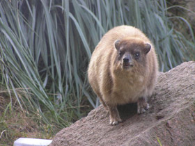 Фото Капский даман