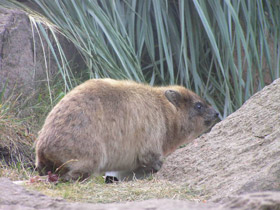Фото Капский даман