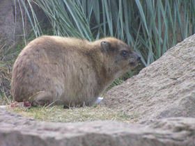 Фото Капский даман