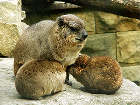 Фото Капский даман