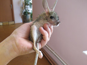 Смотреть фото Большой тушканчик Фото Большой тушканчик