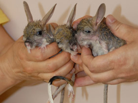 Смотреть фото Большой тушканчик Фото Большой тушканчик