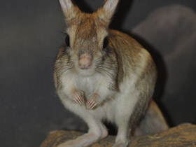 Большой тушканчик Большой тушканчик