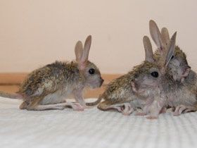 Смотреть фото Большой тушканчик Фото Большой тушканчик