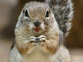 Антилоповый суслик