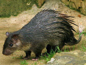 Смотреть фото Африканский кистехвостый дикобраз Фото Африканский кистехвостый дикобраз
