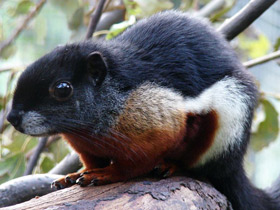 Белка Превоста Белка Превоста