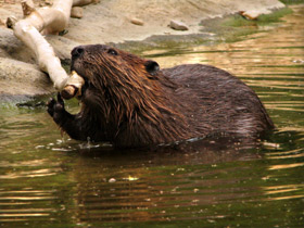 Фото Бобр