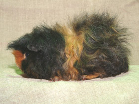 Смотреть фото Морская свинка Фото Морская свинка