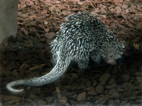 Фото Цепкохвостый дикобраз