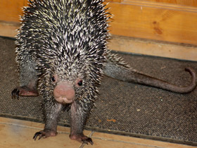 Фото Цепкохвостый дикобраз