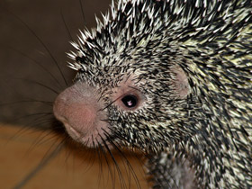 Цепкохвостый дикобраз Цепкохвостый дикобраз