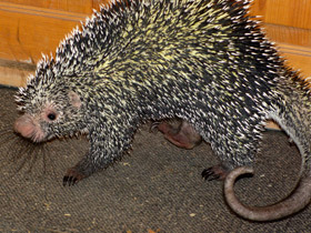 Смотреть фото Цепкохвостый дикобраз: пимпла в натуре Фото Цепкохвостый дикобраз: пимпла в натуре