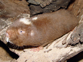 Дамарский пескорой Дамарский пескорой