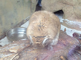 Смотреть фото Гунди Фото Гунди