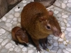 Агути Азары Агути Азары