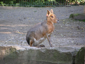 Смотреть фото Патагонская мара Фото Патагонская мара