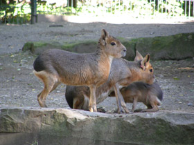 Смотреть фото Патагонская мара Фото Патагонская мара