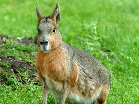Патагонская мара Патагонская мара