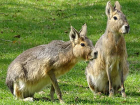 Патагонская мара Патагонская мара