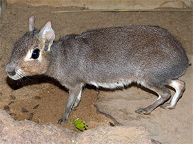 Смотреть фото Чакоанская мара Фото Чакоанская мара