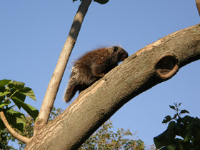 Фото Поркупин