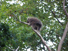 Фото Поркупин