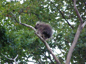 Фото Поркупин