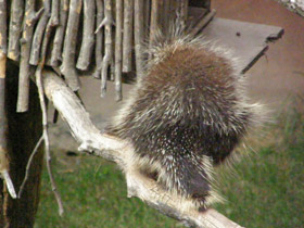 Фото Поркупин