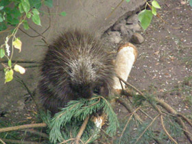 Фото Поркупин