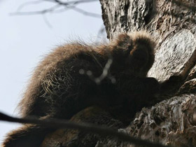 Фото Поркупин