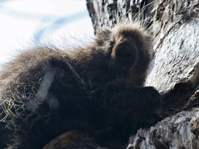 Фото Поркупин