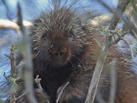 Фото Поркупин