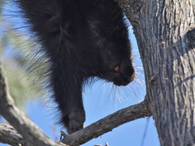Фото Поркупин