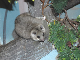 Соня-полчок Соня-полчок