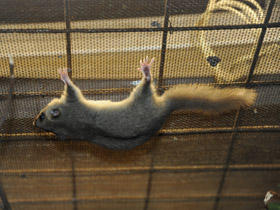 Фото Соня-полчок