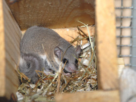 Фото Соня-полчок