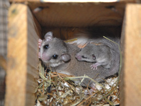 Фото Соня-полчок