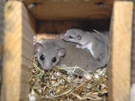 Фото Соня-полчок