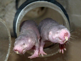 Фото Голый землекоп