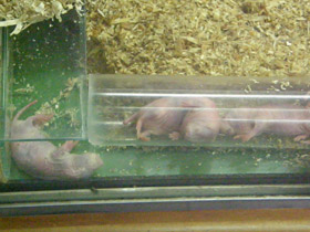 Фото Голый землекоп